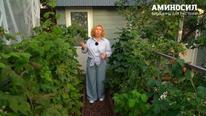 🌿Как обеспечить урожай малины весь сезон