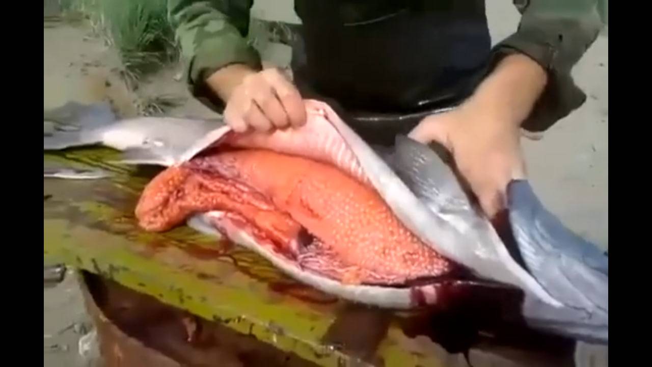 Ведро икры в одной рыбе! смотреть онлайн