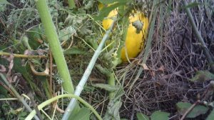 ОБЗОР: "Новая тыква сорта "Голиаф" продолжает "надуваться""