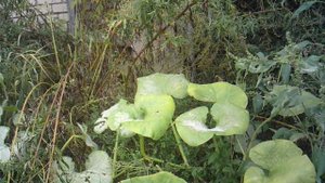 Обзор: "Наше тыквенное растение сорта "Улыбка" забралось на сорняки."