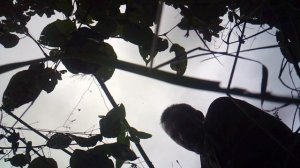 Ручная прополка сада (фрагмент)