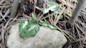 Микрохоста в нашем саду 2025 -угадаем сорт? Пандора'с Бокс?