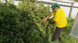 Тиэргэн-2025: "Үөдүгэй оҕуруотчут Далбар Хотуна". Иванова Сусанна Иннокентьевна, Үөдүгэй