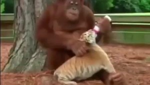 ВИДЕО ПРИКОЛЫ / СМЕШНОЕ ВИДЕО / СМЕШНЫЕ ВИДЕО / ПРИКОЛЫ 2025 / ЮМОР НА КАНАЛЕ /