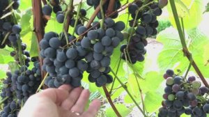 Махровая растрёпка (31.08/01.09.25)