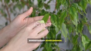 Как спасти растения от паутинного клеща: 5 секретов