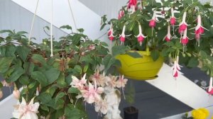 Тиэргэн-2025: "Сибэкки оһуордаах үҥкүүтэ". Валентина Семеновна Никифорова, Үөдүгэй