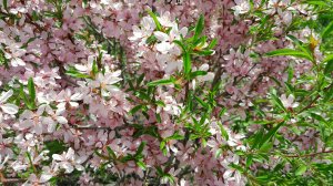 И в СИБИРИ ЦВЕТЁТ МИНДАЛЬ!