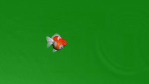 ЗОЛОТАЯ  РЫБКА ФУТАЖ НА ЗЕЛЕНОМ ФОНЕ / ХРОМАКЕЙ / ДЛЯ МОНТАЖА ВИДЕО