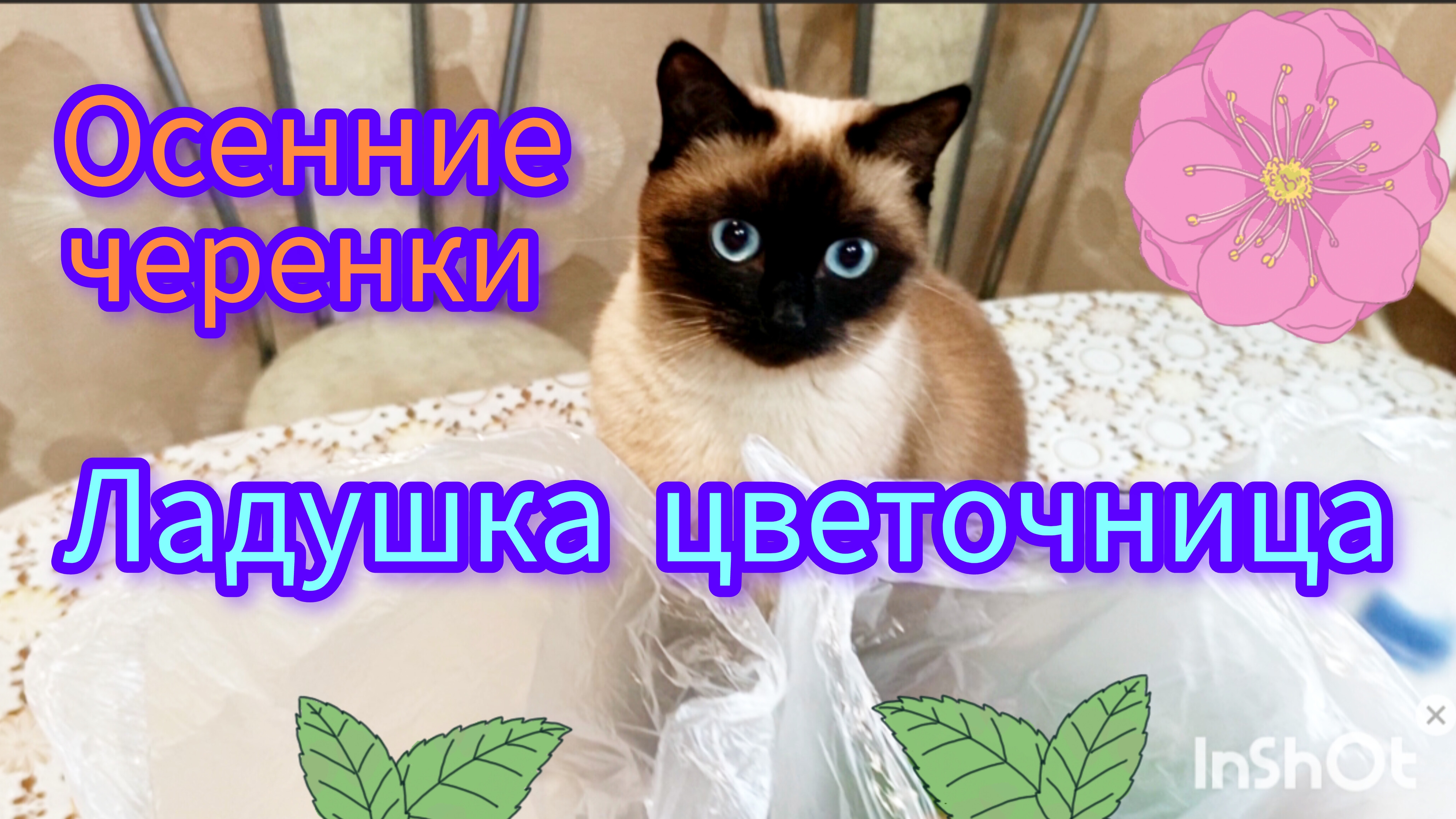 Доброе🐱утро🌱05-09-2025 #смешныекоты #котики #черенкование гортензии осень