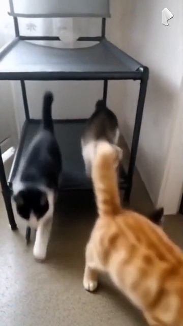 Котики ИИ (самое интересное начнётся на шестой секунде