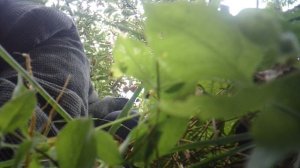 Фрагмент прополки сада вручную