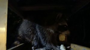 Енот в ЖК Кипарис Сукко