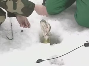 Какими жерлицами зимой обычно ловят Обыкновенную щуку (Common pike) — Esox lucius Linnaeus, 1758 ?