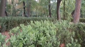 Спокойный лес