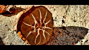 Интересная находка в горах Дагестана