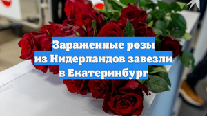 Зараженные розы из Нидерландов завезли в Екатеринбург