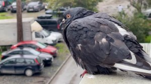 Утренний гость🕊️