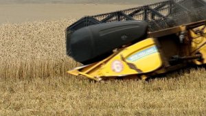 На полях завершается уборка зерновых