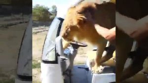 СМЕШНОЕ ВИДЕО ПОСМЕШНЕЕ / СМЕШНЫЕ ВИДЕО ПРИКОЛЫ СМОТРЕТЬ ОНЛАЙН БЕСПЛАТНО БЕЗ РЕГИСТРАЦИИ