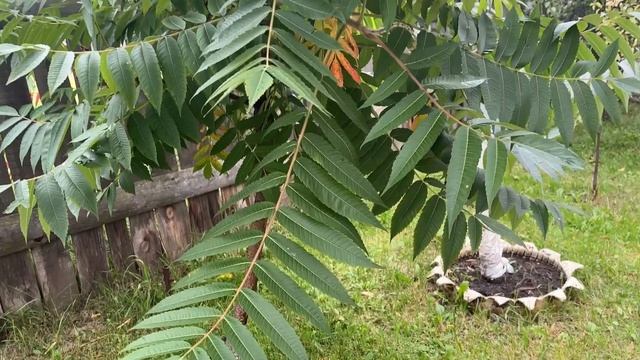 Отдых в Золотарёвке,Пензенской области