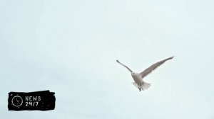 Захарова ответила шуткой на призывы ЕС отказаться от энергоносителей РФ