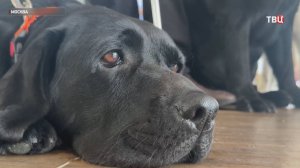 Российская школа подготовки собак-проводников отмечает 65-летие / События на ТВЦ