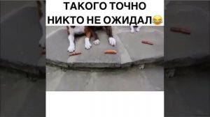 СМЕШНЫЕ ЖИВОТНЫЕ / СМОТРЕТЬ ВИДЕО ПРИКОЛЫ СМОТРЕТЬ БЕСПЛАТНО И БЕЗ РЕГИСТРАЦИИ /