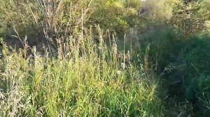 "Озеро" Цылотка за селом  большая Елань Иркутская область. (05.09.2025.)