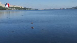 Результаты проверки отобранных проб рыб из Верх-Нейвинского водохранилища