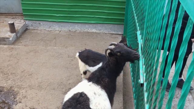 Отряд труда и отдыха «Дружина» 1 смены ДОЛ «Солнышко» 2019 года смотреть онлайн