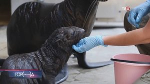 В Московском зоопарке у морских котиков родился детеныш / Город новостей на ТВЦ