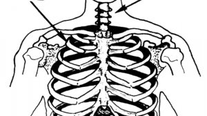 БЛОКАДА МЕЖРЕБЕРНЫХ НЕРВОВ (показания, анестезия, техника) Анатомия и Оперативная Хирургия