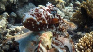 Жители - подводного мира ! (3)