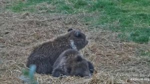 Тихий час продолжается после путешествия из леса