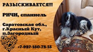 Пропала собака! РИЧИ, спаниель. Саратовская обл., г.Красный Кут.