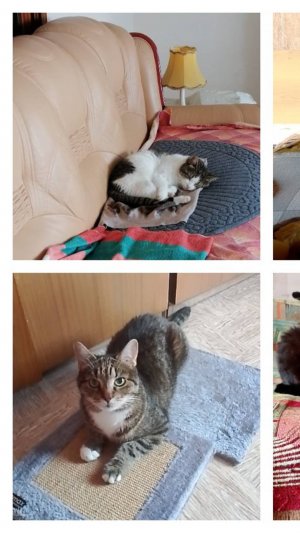 Ты похож на кота. Делайте котиков счастливыми!