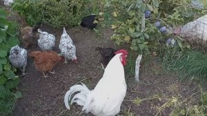 Я пастушка. Охраняю кур от лисы. Покрасила цыпленка. Начался вывод бройлеров.