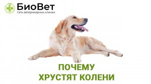 Почему хрустят колени