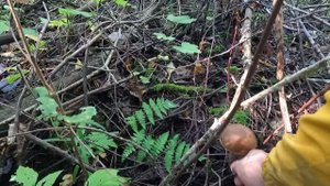 #ЖИЗНЬ В ДЕРЕВНЕ Собираем грибы. День рождения дочери. Дрова заготовил. Яблочный уксус #жизньвдервне