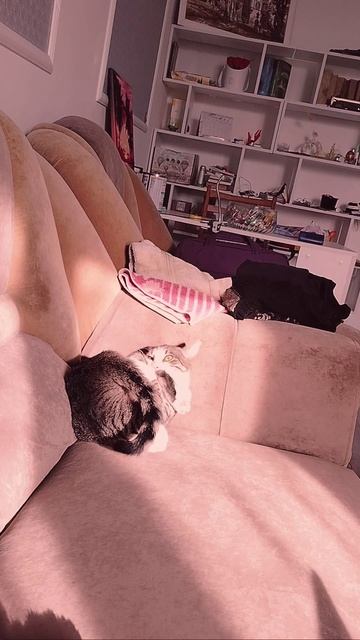 Кошка Мышка сходит с ума🐱👈