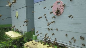 Пчелы в конце августа