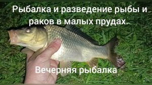 Рыбалка и разведение рыбы и раков в малых прудах. ( Вечерняя рыбалка)
