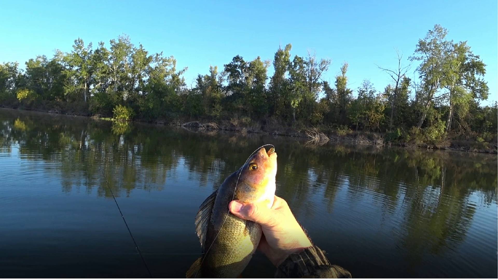 Окунь на отводной поводок смотреть онлайн