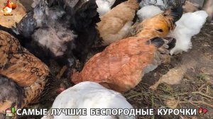 Цыплята и Курочки селяночки лучшие беспородные несушки 🥚 (283)