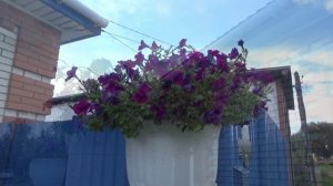 Бесплатные семена цветов в подарок к заказу. Качество семян петунии я не гарантирую. Поясню почему.