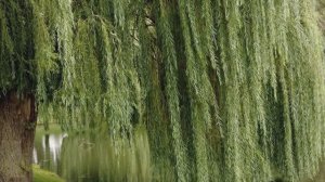 Галина Погорельская - Наклонилась ивушка