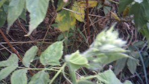 Обзор: "Одна из веток тыквы сорта Голиаф пустила новую ветку !"