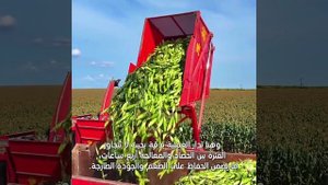 🌽Сбор кукурузы в китайской провинции Цзилинь