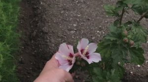Хозяйственный мужчина (03.09.25)